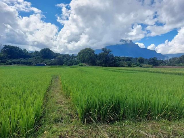 ขายที่นาวิวดอยหลวงหลังสำนักงานที่ดินเชียงดาวพร้อมโอน