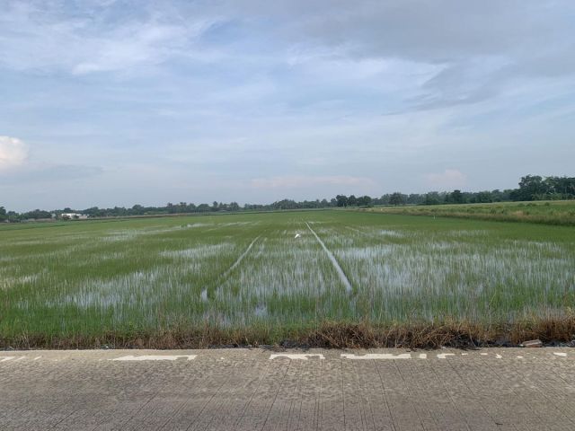 ขายที่ดินแปลงสวยราคาถูกติดคอนกรีต ถนนศาลายามหิดล วัดนราภิรมย์ บ้านคลองเจ้า ราคาถูก ไร่ละ 1,550,000 บาท