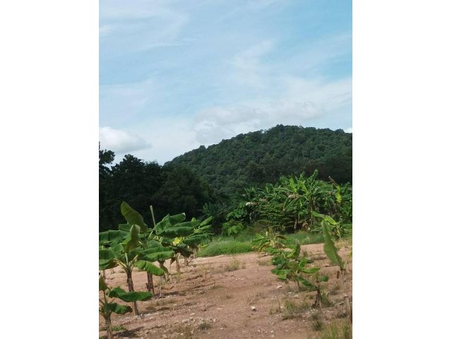 สวนกล้วยน้ำหว้า 2 ไร่ๆ ละ 8.5 แสน ติดวิวเขาทิวทัศน์สวยงาม แถวหนองตาหงุ่น  มีไฟฟ้า มีประปา ปลูกทุเรียนเพิ่มได้เลย ต.นายาย