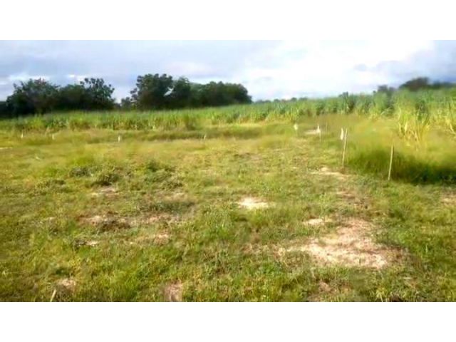 ที่ดิน1งานกว่าๆ150,000-156,250 โฉนดครุฑแดง ดอนเจดีย์ สุพรรณบุรี