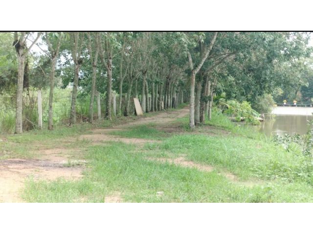 ขายที่ดิน ติดสระน้ำ สวย ถูกๆ  ไร่ละ 1 ล้าน มี 4 ไร่เศษ สดได้ ผ่อนได้ ใกล้ถนนสาย 36