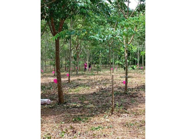 ที่ดินสวนยางโฉนด ราคาดี 5 ไร่ 1 งานเพียง 750,000 ปลูกบ้าน ทำสวนได้ชานเมืองเชียงคานอากาศดี