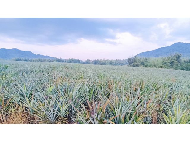 ขายที่ดินวิวสวยเหมาะสำหรับทำการเกษตร