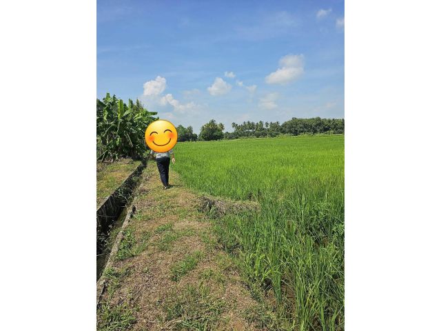 ที่นา 3 งาน 3 ตรว. ตะคุ ราคา 180,000