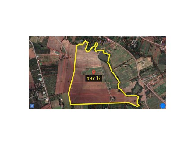 ขายที่ดิน เขาใหญ่ 197 ไร่ ใกล้ Toscana Valley ไร่ละ 3 ล้าน ติดคลองธรรมชาติ 1.6 กิโล หมูสี ปากช่อง สระน้ำใส โป่งตาลอง หนองน้ำแดง หอเอนปิซ่า