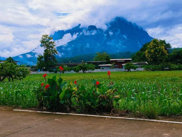 ขายที่ดินติดถนนคอนกรีตวิวดอยหลวงเชียงดาวพร้อมโอน