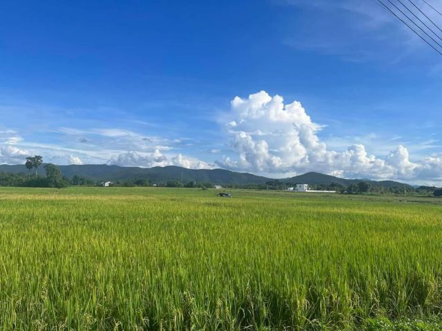 ขายที่นาวิวดอยติดถนนบ้านหนองแสะสันกำแพงพร้อมโอน
