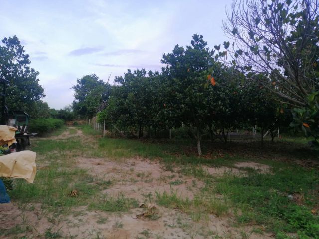 ขายที่ดิน(สวนขนุน)