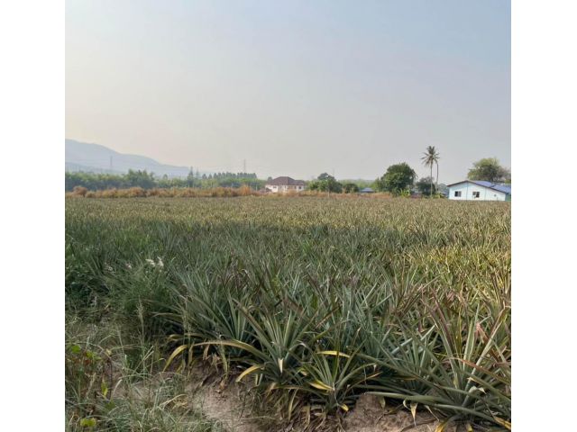 ขายที่ดิน 2 ไร่ ใกล้วัดหลวงปู่ฮก