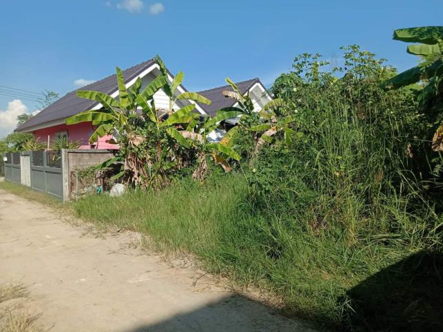 ขายที่ดินบ้านยวมสันกลางสันกำแพงโฉนดพร้อมโอน