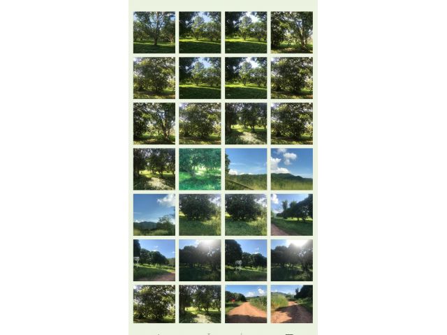 ขายที่ดินสวนมะม่วงครอบครองสิทธิ์(ส.ท.ก)เหมาแปลง20ไร่
