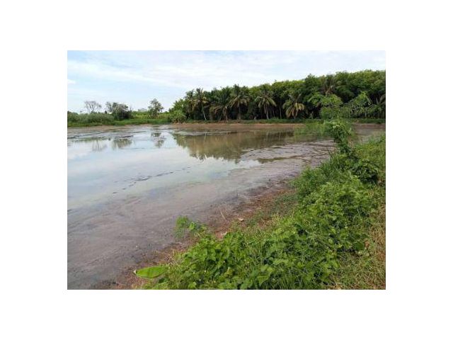 ขาย ที่ดิน 
~ TP - TEE 0084
~ คลอง 9 หนองเสือ ปทุมธานี 1 ไร่