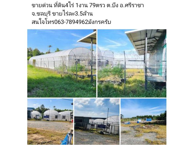 ขายด่วน ที่ดิน4ไร่ 1งาน 79ตรว ต.บึง อ.ศรีราชา จ.ชลบุรี ขายไร่ละ3.5ล้าน สนใจโทร063-7894962มังกรครับ