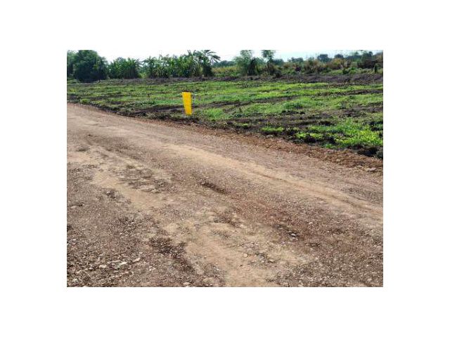ขาย ที่ดิน 
~ TP - POM 0090
~ คลอง 10 บึงบา หนองเสือ ปทุมธานั 100 ตร.วา