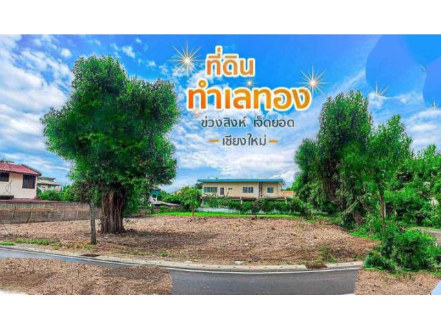 ขายที่ดินแถวเจ็ดยอดช้างเผือกห่าง โรงเรียน lcc เพียง 750เมตร
