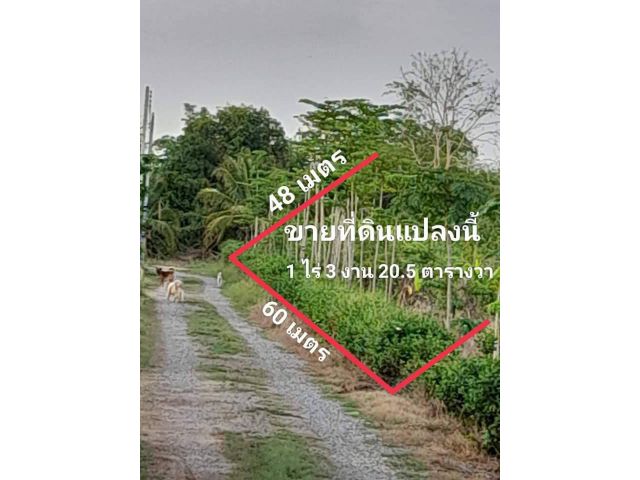 สนใจเป็นเจ้าของที่ดินในตัวเมืองพิษณุโลก สอบถามได้นะคะ