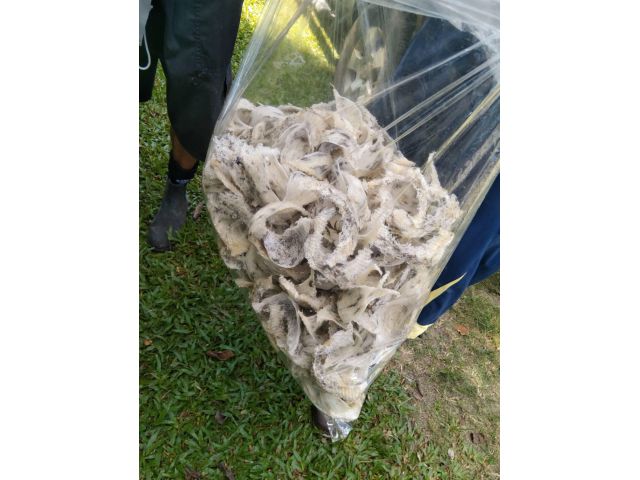 ขายตึกรังนกนางแอ่น