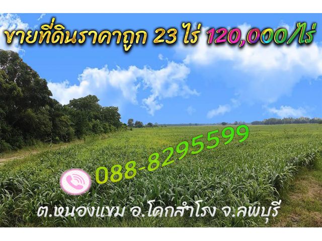ขายที่ดินราคาถูก 23 ไร่ เอกสารโฉนด โคกสำโรง ลพบุรี ราคาขายเพียง 120,000 บาทต่อไร่