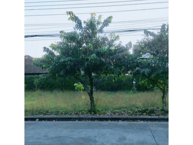 ขายที่ดินในโครงการเวิดร์คลับแลนด์หนองควายหางดงพร้อมโอน