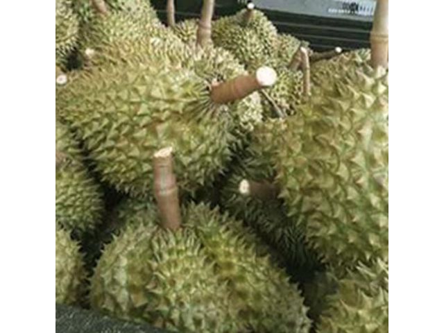 สวนทุเรียน จ.เลยราคาถูก 70 ไร่พร้อมระบบน้ำครบทุกต้น กำไร 900,000 อัพทุกปี เพียง5,400,000