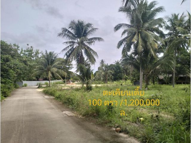 ขายที่ดินเปล่า  ตะเคียนเตี้ย/ 100  ตรว. ใกล้สวนฟ้าใสไอโก๊ะ