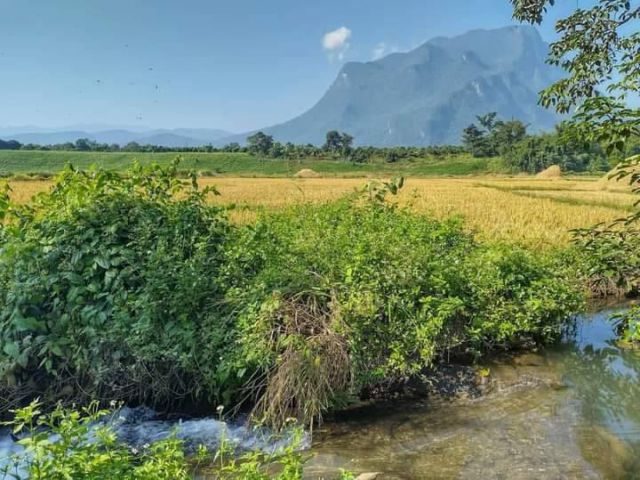 ขายที่ดินเชียงดาววิวดอยหลวงติดถนนติดลำธารน้ำพร้อมโอน