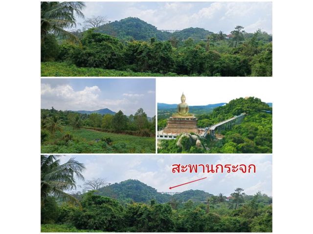 ที่วิวเขา บรรยากาศ เขาใหญ่ 272 ตรว. ยกแปลง 1,790,000