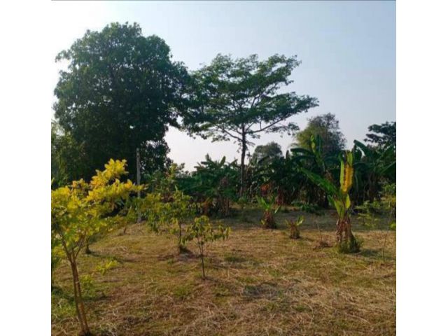 เสนอขายที่ดินสวนกล้วยและปลูกต้นไม้มีค่า ติดหนองน้ำบนเนื้อที่เกือบ 2 ไร่ ตำบลแสลง อำเภอเมือง จังหวัดจันทบุรี