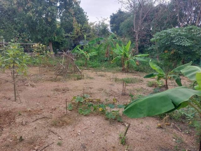 ขายที่ดิน เนื้อที่195 ตรว. หลังโลตัสตะเคียนเตี้ย ชุมชนหนองปรือทางรถไฟ