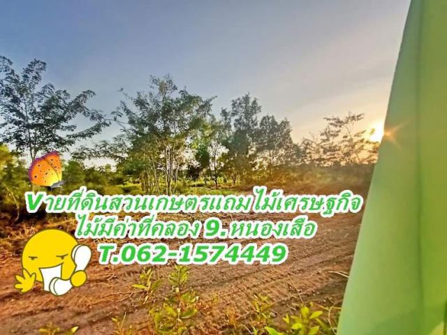 ที่ดินสวนเกษตรแถมไม้เศรษฐกิจไม้มีค่าเจ้าเดียวในคลอง9.หนองเสือ.T062-1574449