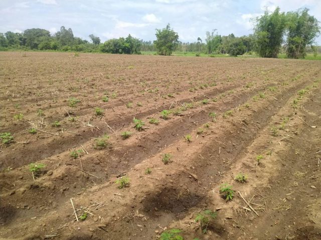 ผ่อนได้.ขายที่ดินโฉนด3-4ไร่แบ่งขาย.เหมาะทำบ้านสวน.การเกษตร.ขายไร่ละ150,000..โทร062-3034856