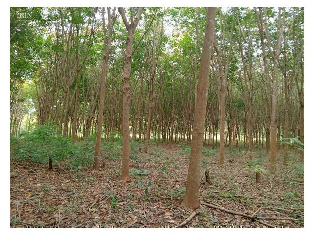 ขายที่ดิน สวนยาง ราคาถูก เชียงคาน เลย 10-1-80 ไร่