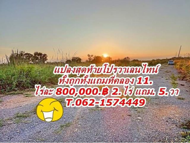 แปลงสุดท้ายโปรวาเลนไทน์ทั้งถูกทั้งแถมที่คลอง11 หนองเสือ.T.062-1574449