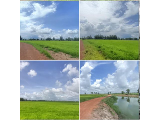 ที่นาติดถนนติดคลอง