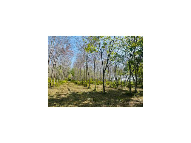 Rubber plantation land for sale