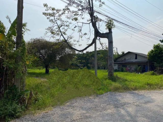 ขายที่ดินบ้านสันป่าสักหนองควายหางดงโฉนดพร้อมโอน