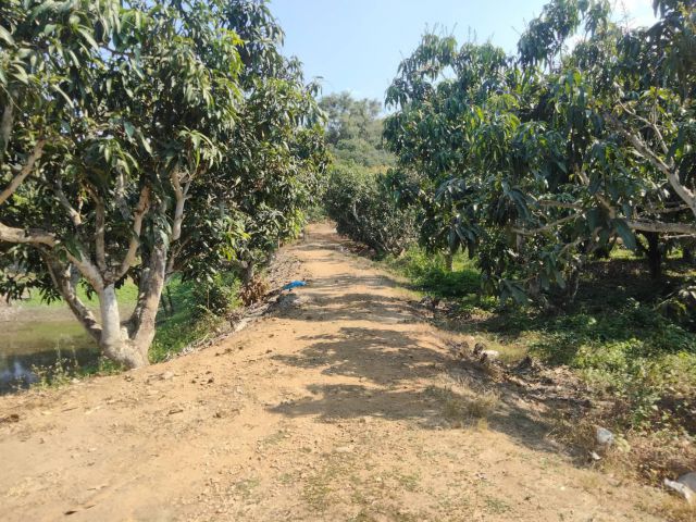 ทีดินโฉนดสวนมะม่วง 15 ไร่ รายได้ปีละ200000อัพ ซื้อแล้วมีตังใช้ทุกปี กำไรระยะยาว อ เชียงคาน