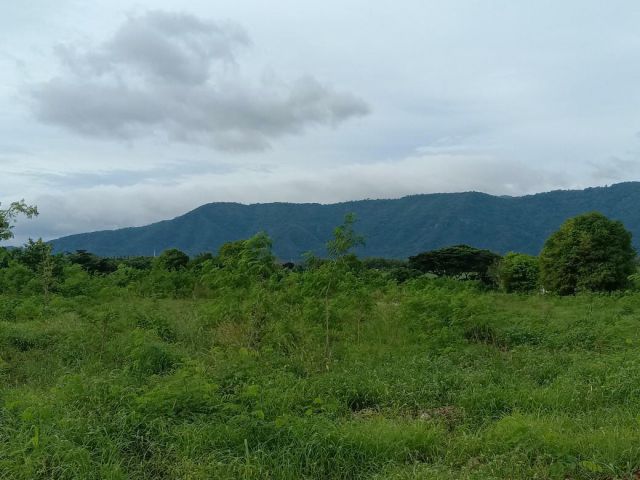 ขายที่ดินโฉนด วิวเขาใหญ่ 4 ไร่ ติดถนนลาดยาง มีไฟฟ้า มีบ่อน้ำบาดาล