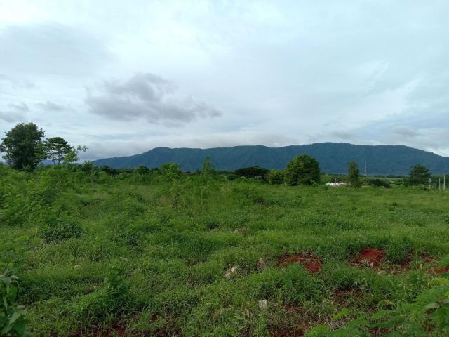 ขายที่ดินโฉนด วิวเขาใหญ่ 4 ไร่ ติดถนนลาดยาง มีไฟฟ้า มีบ่อน้ำบาดาล