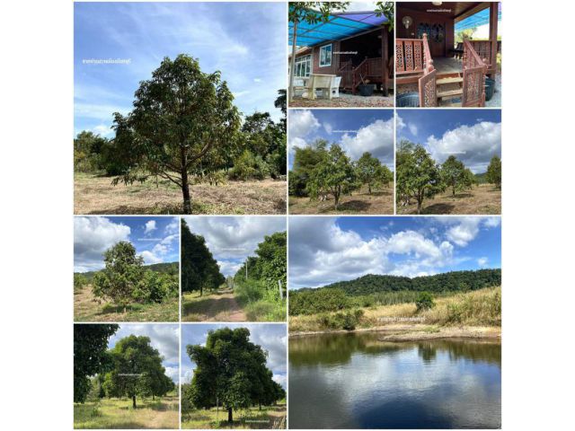 บ้านสวนทุเรียนโฉนด 7-2–97 ไร่ ที่สวยติดคลอง/วิวเขา