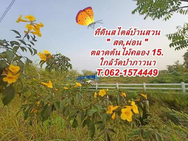 ที่ดินสไลด์บ้านสวนแปลงน้อย 100.วา หลังตลาดต้นไม้คลอง  15. องครักษ์ สดผ่อน.T.062-15744499