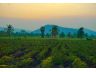 ที่ดินอู่ทองสุพรรณบุรี แบ่งขาย 200 ตรว.- 1 ไร่, 2 ไร่ ทำเลดีติดลาดยาง