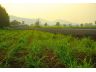 ที่ดินอู่ทองสุพรรณบุรี แบ่งขาย 200 ตรว.- 1 ไร่, 2 ไร่ ทำเลดีติดลาดยาง