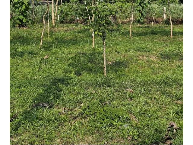 ขายที่ดิน 6 ไร่เหมา 2 ล้าน จ.หนองคาย อ.โพนพิสัยเป็นสวนอากาศเย็นร่มรื่นเหมาะทำโคกหนองนาบ้านพัก