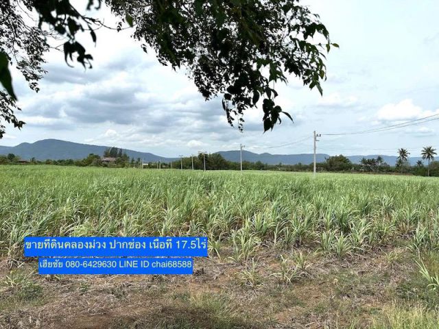 @@ที่ดินวิวภูเขา เนื้อที่รวม 17-3-10ไร่ ตำบลคลองม่วง ปากช่อง โคราช (บ้านคลองสมบูรณ์) ห่างจากถนน ทล.2236 ประมาณ 3.5กม.@@