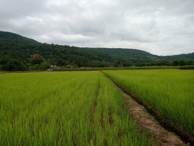 ที่สวยวิวเขาติดลำห้วยใหญ ติดเขตเทศบาลภูเรือ บรรยากาศท้องทุ่งสบาบๆ 3 ไ่ 1 งาน 1,400,000