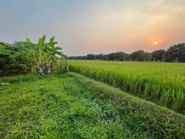 ขายที่สวนลำใยวิวท้องนาตำบลน้ำแพร่หางดงพร้อมโอน