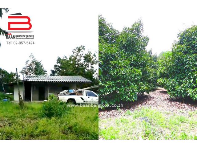 ที่ดินสวนผลไม้ พร้อม บ้าน ตำบลเขาแก้ว เนื้อที่ 11-0-58 ไร่ ถนนจบ.4013 อำเภอท่าใหม่ จังหวัดจันทบุรี