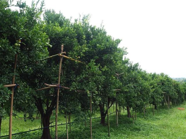 ขายสวนส้ม ต.แม่คะ อ.ฝาง โฉนดเนื้อที่ 23-2-33 ไร่ ขายเหมา 8 ล้านบาท  -มีต้นส้มพันธุ์สายน้ำผึ้ง อายุประมาณ 12 ปี จำนวน 1,5