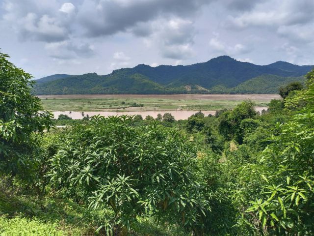ที่สวยเชียงคานใกล้ริมแม่น้ำโขง โฉนดเนินๆ4ไร่กว่าแถมที่ว่างสวนมะม่วงให้ผลแล้ว20 ไร่ การันตีภูกกว่าทุกแปลง ทั้งลดทั้งแถม